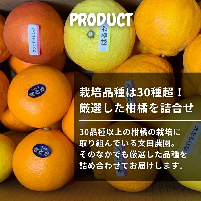 【ふるさと納税】[2~3月発送] 文田農園の柑橘詰め合わせ 約5kg 7~8種 瀬戸内 広島 大崎上島 離島 柑橘 レモン 檸檬 せとか 八朔 はっさく 大橘 ブラッドオレンジ 果物 フルーツ 贈答用 ギフト 送料無料 産地直送