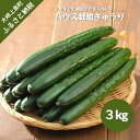 21位! 口コミ数「0件」評価「0」9~10月発送予定 越田農園 きゅうり 約3kg 広島県 大崎上島町 瀬戸内 離島 国産 生かじり ギフト 送料無料 産地直送