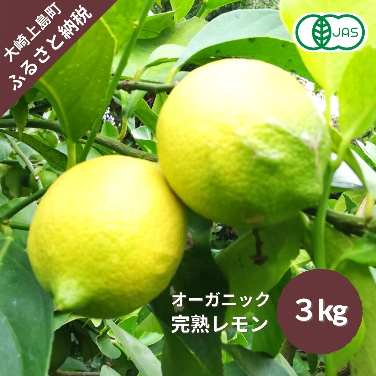 記事ID33017のサムネイル画像