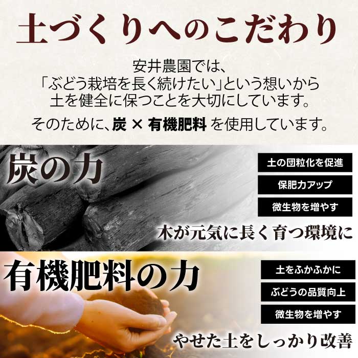 【ふるさと納税】【定期便2回】クイーンニーナ シャインマスカット 各2kg 安井農園 ぶどう ブドウ 葡萄 ピオーネ フルーツ 果物 くだもの 産地直送 世羅 A009-08