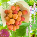 【ふるさと納税】【ご自宅用】種無しクイーンニーナ1kg(3~4房)【2025年8月中旬以降順次発送】果物 くだもの フルーツ たねなし クイーン ニーナ せら ブドウ ぶどう 葡萄 世羅産 世羅町 世羅 A062-07