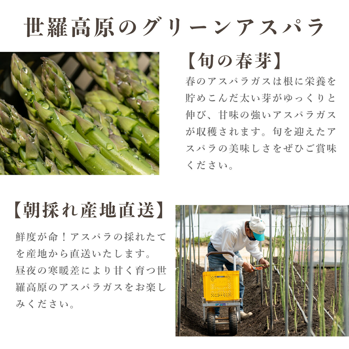 【ふるさと納税】アスパラガス 2kg 春芽【先行予約・期間限定】グリーンアスパラ 野菜 産地直送 新鮮 JGAP認証農場 世羅 うづと【2024年3月下旬以降順次発送】A013-03