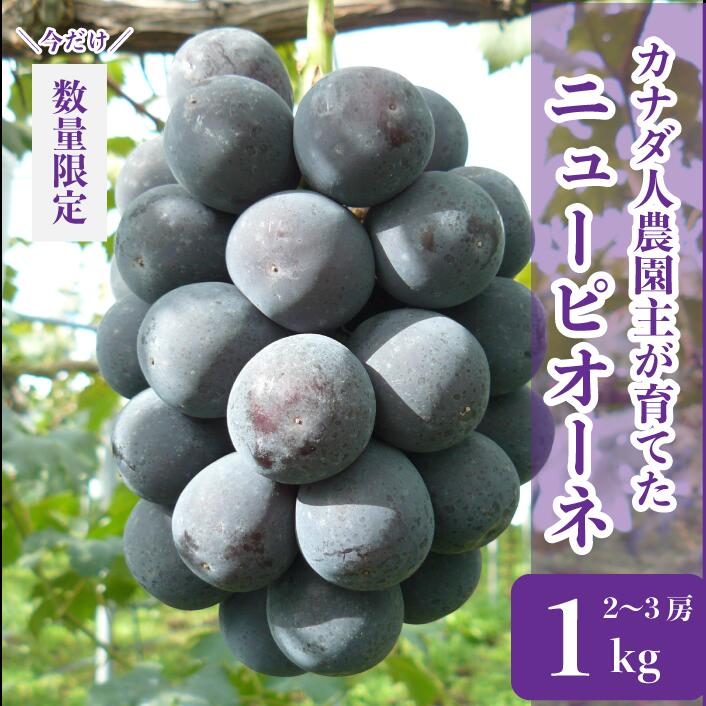 【ふるさと納税】世羅産 ニューピオーネ 約1kg(2～3房)【先行予約・数量限定】カナダ人農園主 ぶどう ブドウ フルーツ 果物 くだもの 産地直送 新鮮 SDGs【2023年9月中旬以降順次発送】A021-01のサムネイル