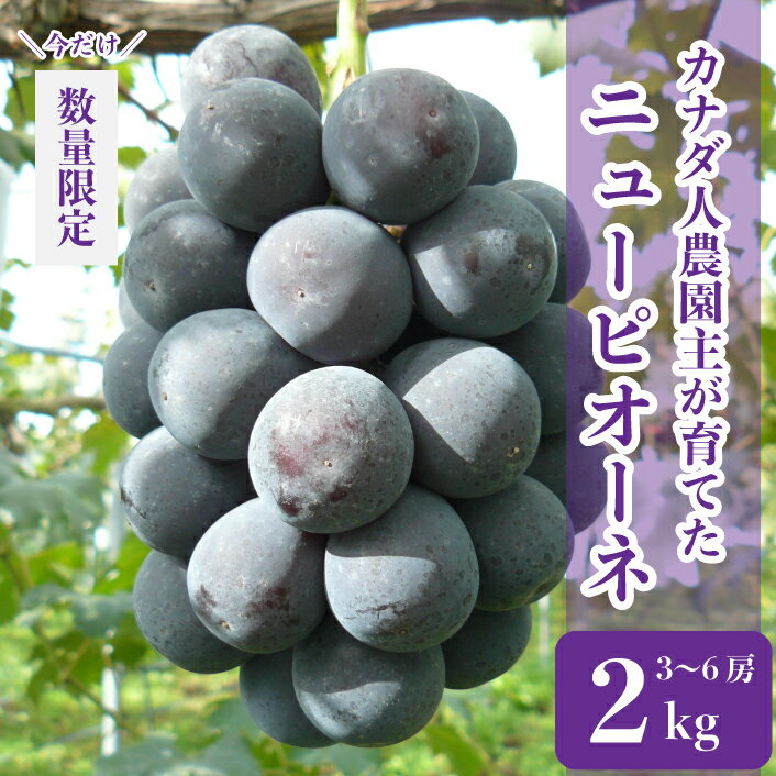 【ふるさと納税】世羅産 ニューピオーネ 約2kg(3～6房)【先行予約・数量限定】カナダ人農園主 ぶどう ブドウ フルーツ 果物 くだもの 産地直送 新鮮 SDGs【2023年9月中旬以降順次発送】A021-02のサムネイル