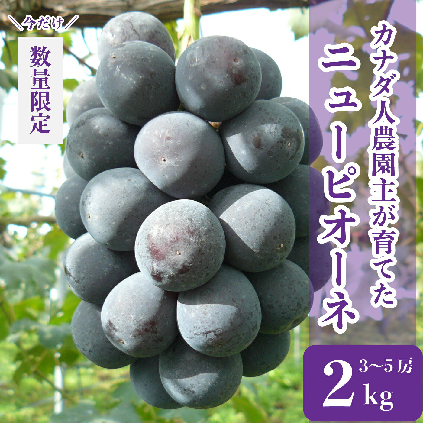 【ふるさと納税】ニューピオーネ 約2kg(3~5房)【先行予約・数量限定】カナダ人農園主 ぶどう ブドウ フルーツ 果物 くだもの 産地直送 世羅 ラピアビンヤード【2025年9月中旬以降順次発送】A021-02
