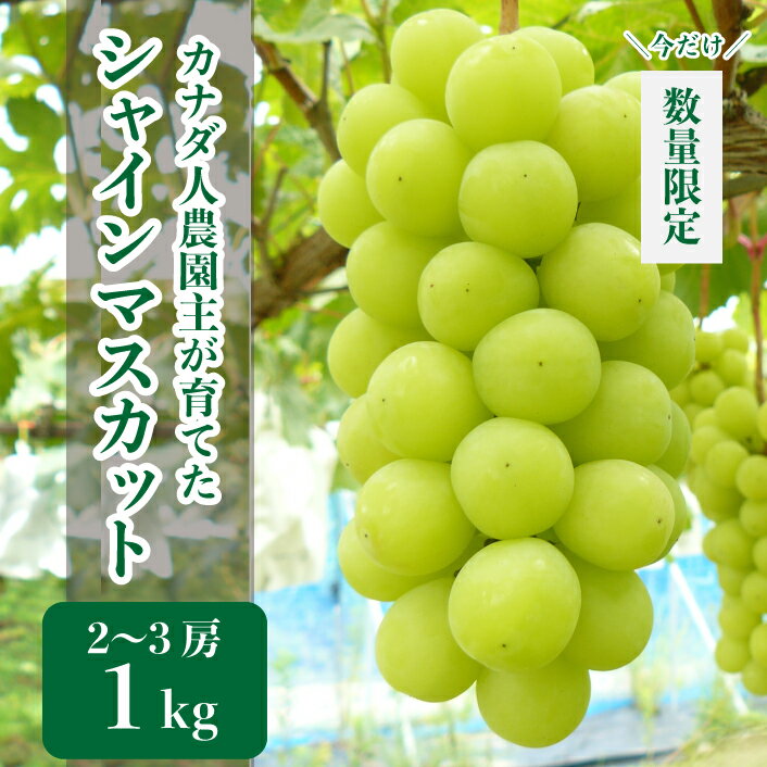 【ふるさと納税】世羅産シャインマスカット 約1kg(2～3房)【先行予約・数量限定】カナダ人農園主 ぶどう ブドウ マスカット フルーツ 果物 くだもの 産地直送 新鮮【2023年9月下旬以降順次発送】A021-04のサムネイル