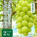 【ふるさと納税】シャインマスカット 約2kg(3~6房)【先行予約・数量限定】カナダ人農園主 ぶどう ブドウ マスカット フルーツ 果物 くだもの 産地直送 世羅 ラピアビンヤード【2025年9月下旬以降順次発送】A021-05