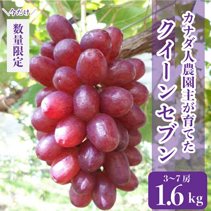 皮ごと食べられるクイーンセブン 約1.6kg(3～7房)【先行予約・数量限定】カナダ人農園主 ぶどう ブドウ マスカット フルーツ 果物 くだもの 産地直送 世羅【2024年8月下旬以降順次発送】A021-07