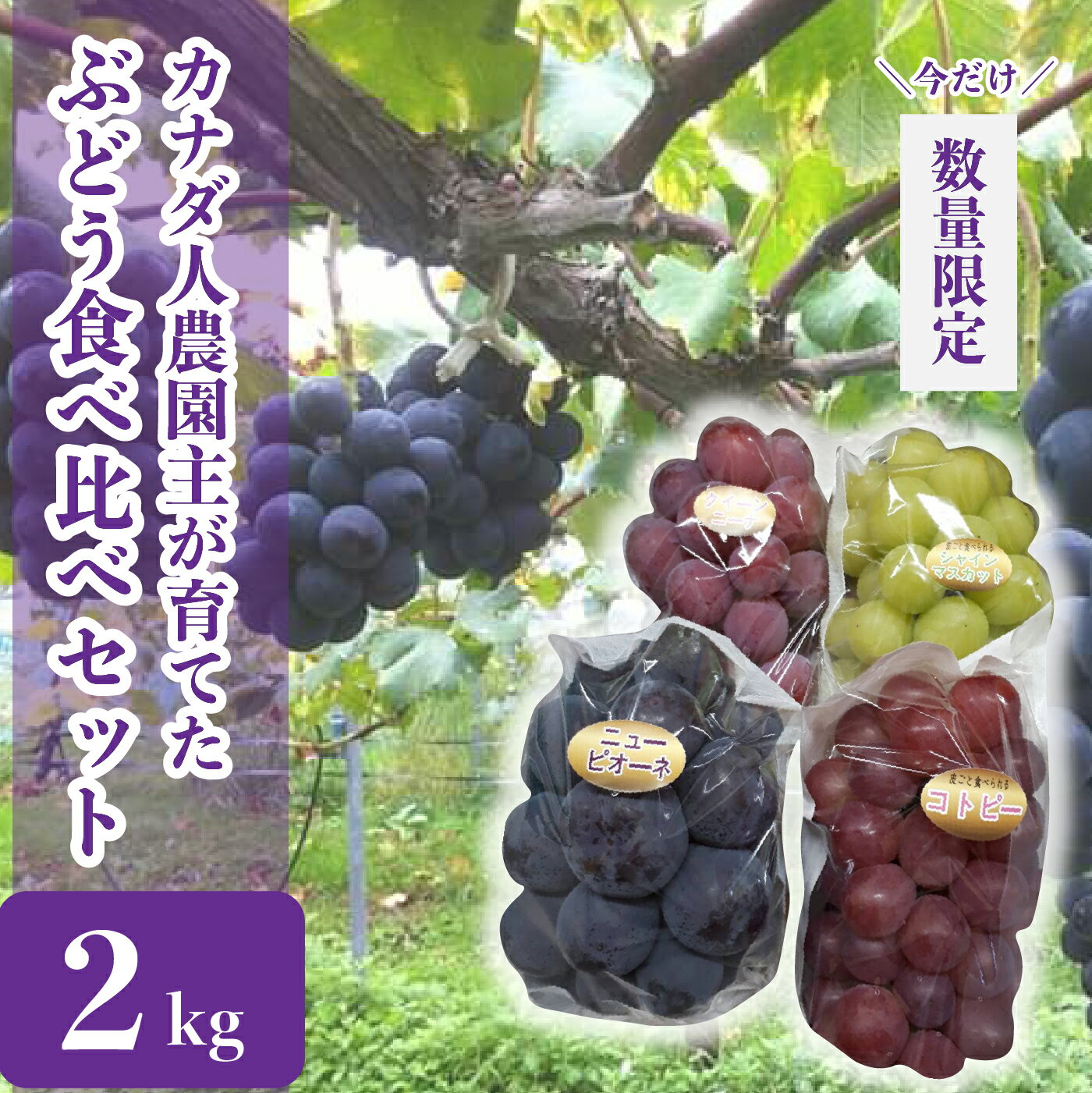 【ふるさと納税】ぶどう食べ比べセット 約2kg【先行予約・数量限定】カナダ人農園主 ぶどう ブドウ マスカット フルーツ 果物 くだもの 産地直送 世羅 ラピアビンヤード【2025年9月下旬以降順次発送】A021-08