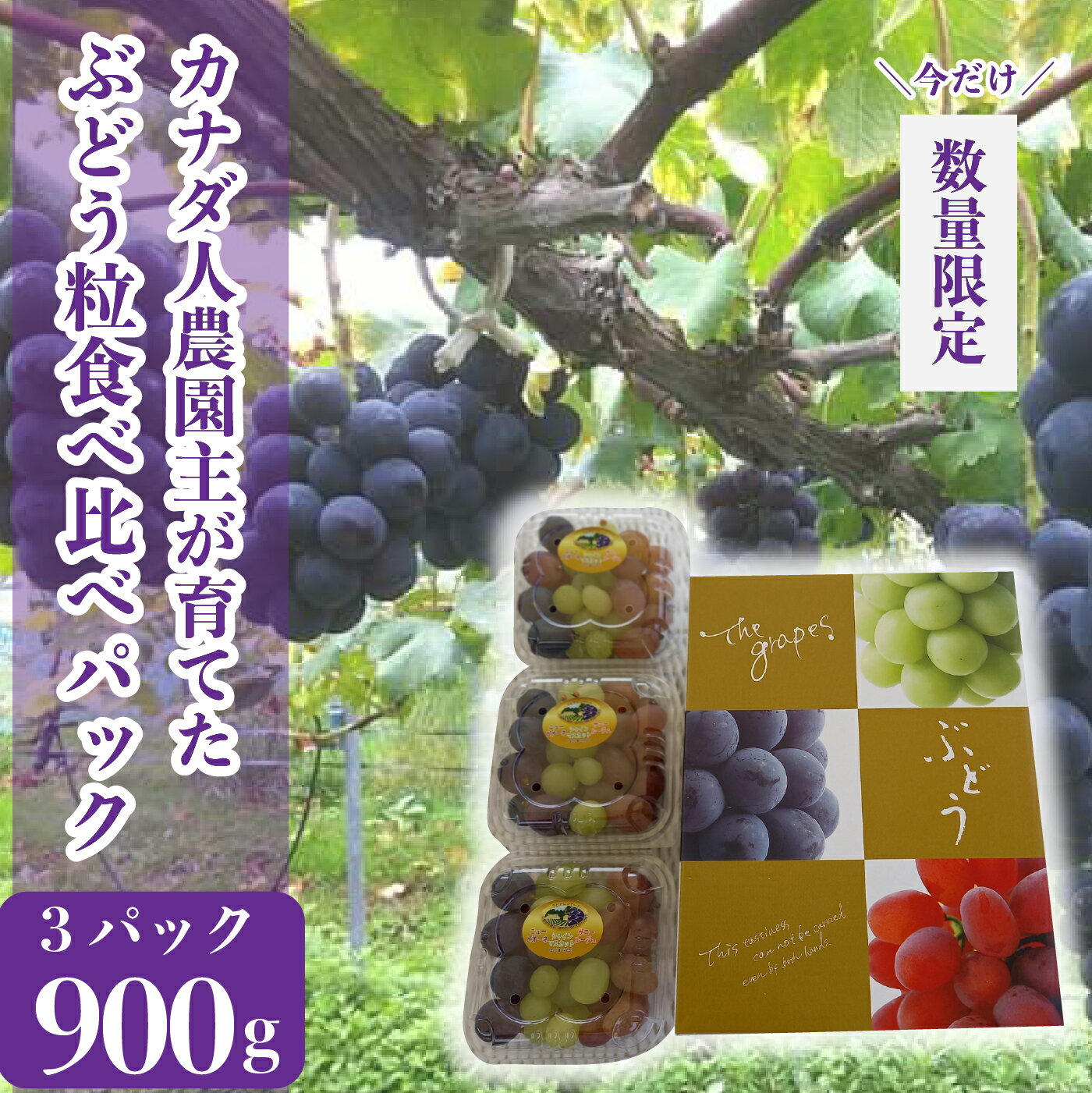 【ふるさと納税】ぶどう粒食べ比べパック 約900g(3パック)【先行予約・数量限定】カナダ人農園主 ぶどう ブドウ マスカット フルーツ 果物 くだもの 産地直送 世羅 ラピアビンヤード【2025年9月下旬以降順次発送】A021-09
