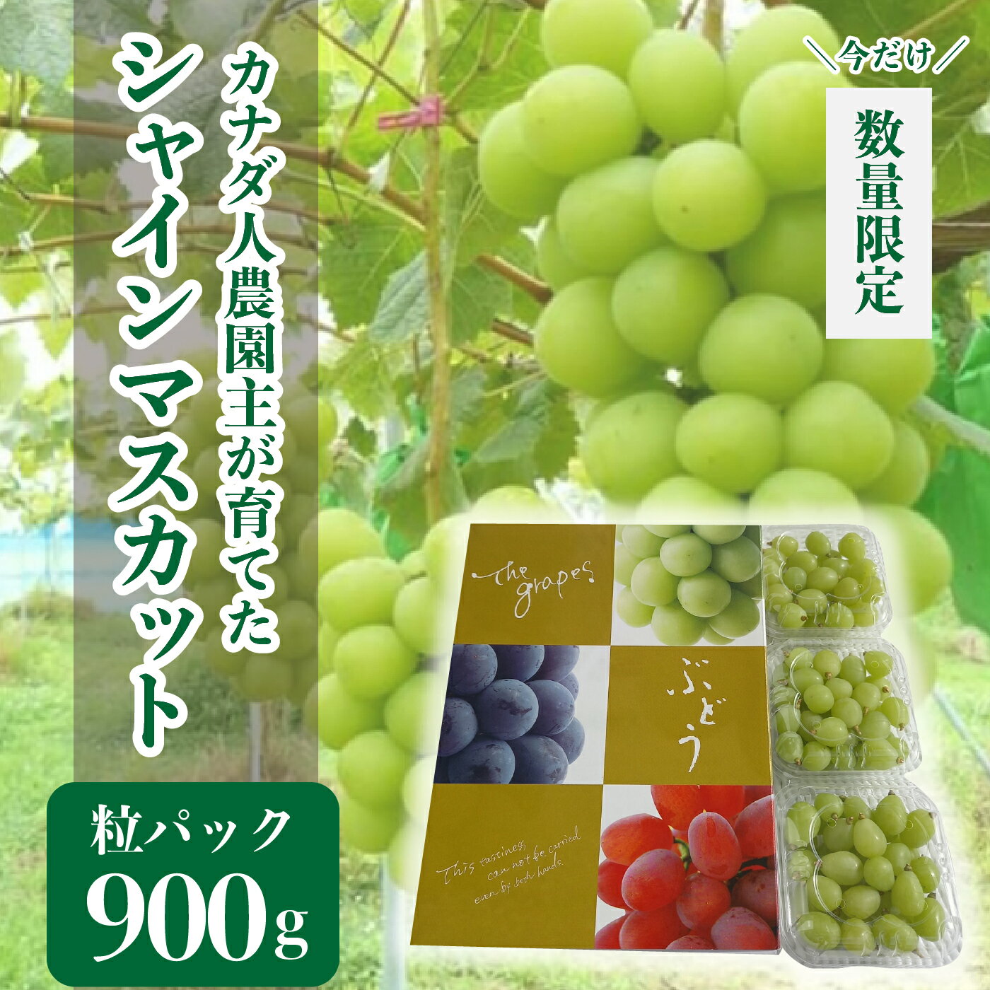 シャインマスカット粒パック 約900g(3パック)【先行予約・数量限定】カナダ人農園主 ぶどう ブドウ マスカット フルーツ 果物 くだもの 産地直送 世羅 SDGs【2024年9月下旬以降順次発送】A021-10