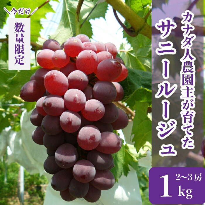 【ふるさと納税】サニールージュ 約1kg(2～3房)【先行予約・数量限定】カナダ人農園主 ぶどう ブドウ フルーツ 果物 くだもの 産地直送 世羅 SDGs【2024年8月下旬以降順次発送】A021-14のサムネイル