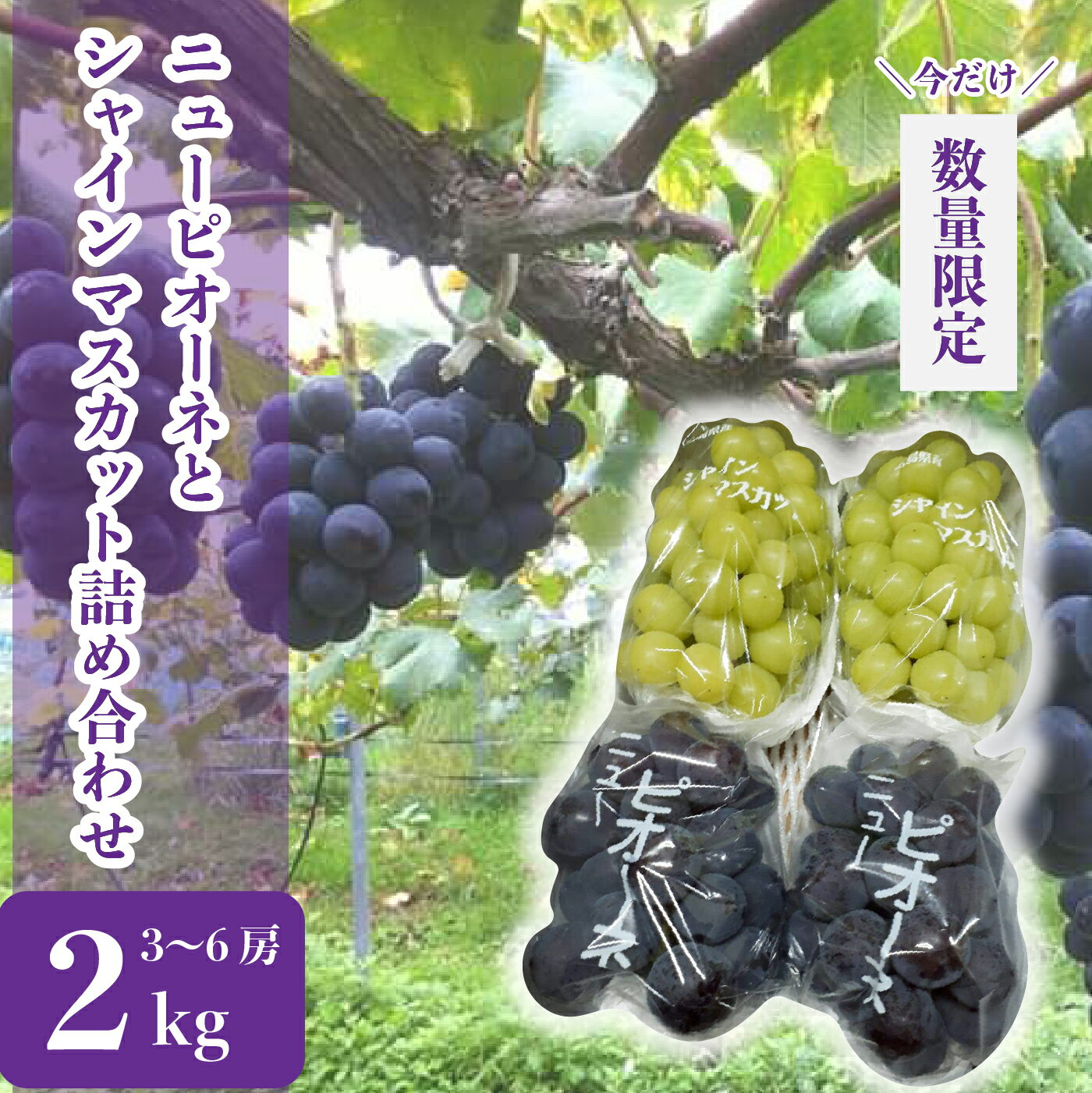 【ふるさと納税】ニューピオーネとシャインマスカットの詰め合わせ 約2kg(3~6房)【先行予約・数量限定】カナダ人農園主 シャイン ピオーネ ぶどう ブドウ フルーツ 果物 くだもの 産地直送 世羅 ラピアビンヤード【2025年9月下旬以降順次発送】A021-12