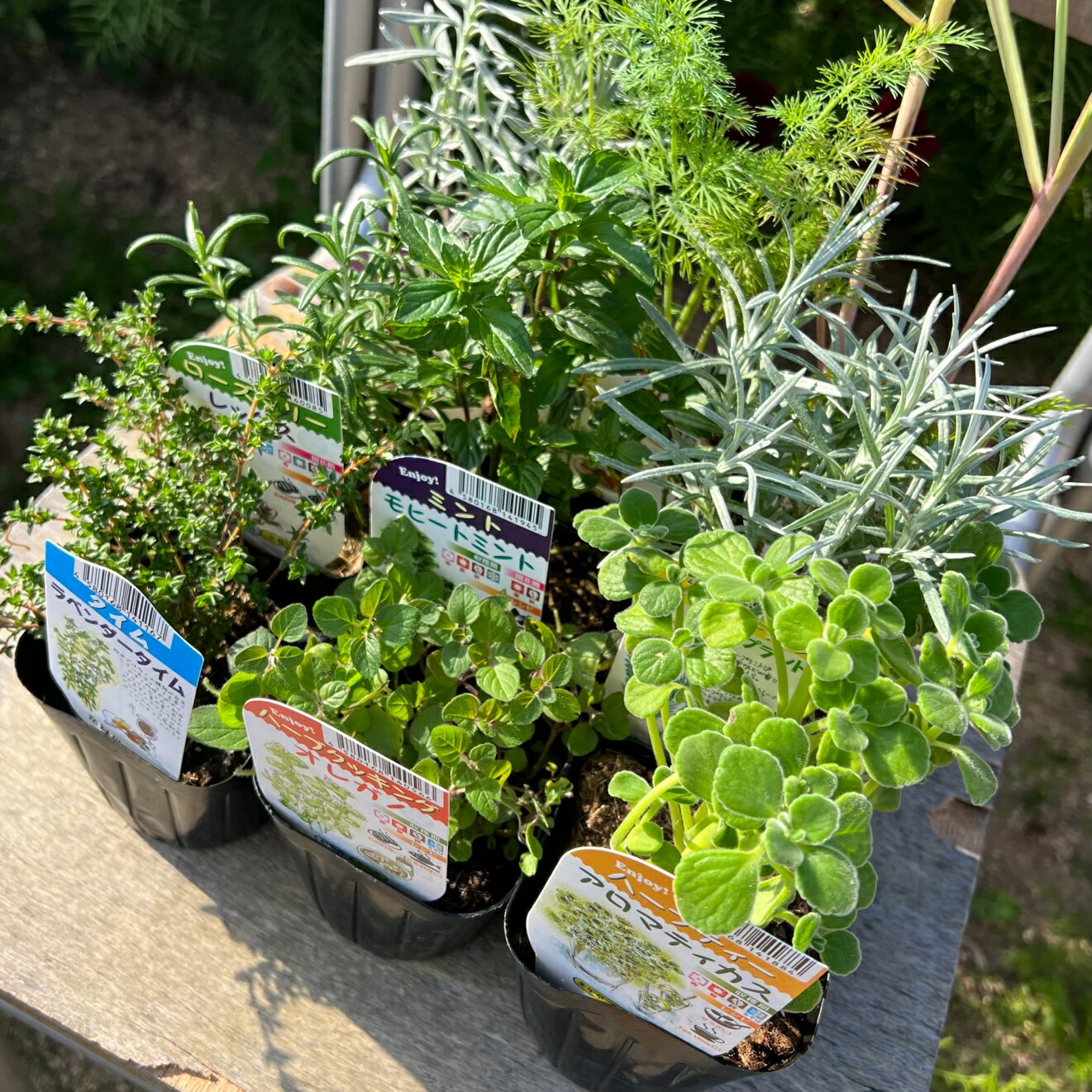 【ふるさと納税】ハーブ苗おすすめ9種セット 家庭菜園 観葉植物 ハーブガーデン ガーデニング 花苗 A051-01