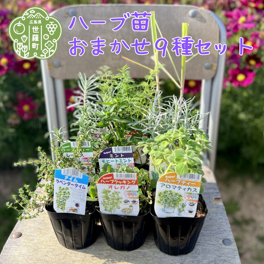 ハーブ苗おすすめ9種セット 家庭菜園 観葉植物 ハーブガーデン ガーデニング 花苗 A051-01