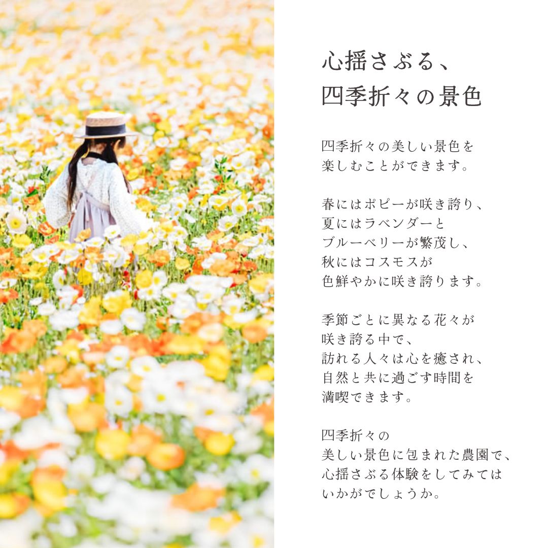 【ふるさと納税】年間パスポート1枚《香山ラベンダーの丘》ポピー ラベンダー コスモス ハーブ 年パス 観光 農園 A051-07