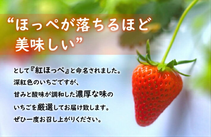 【ふるさと納税】神の苺15粒　紅ほっぺ　送料無料　広島県産　ギフト　プレゼント