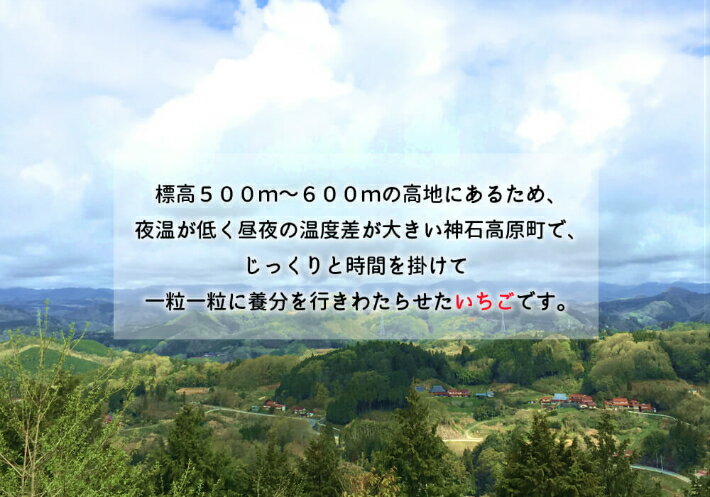 【ふるさと納税】神の苺15粒　紅ほっぺ　送料無料　広島県産　ギフト　プレゼント