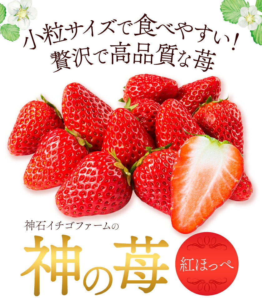 【ふるさと納税】いちご 神石イチゴファームの苺 神の苺 I-temホールディングス株式会社《12月中旬-3月末頃出荷》広島県 神石高原町 苺 フルーツ 紅ほっぺ 小粒 中粒 大粒