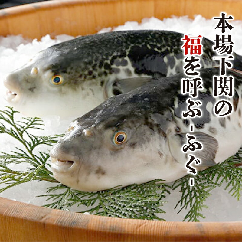 【ふるさと納税】 下関 ふぐ 料理 セット 刺身 2人前 冷凍 国産 とらふぐ 刺身 てっさ フグ ふく 本場フグ刺し 河豚 関門ふぐ 高級魚 鮮魚 本場 山口 年末 冬 旬 お取り寄せ ギフト 贈答 中元 歳暮 お祝い 記念 日指定可 年末年始 年末 正月