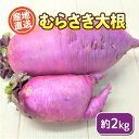  期間限定 むらさき大根 約 2kg セット 野菜 新鮮 旬 産地直送 豊浦町 川棚 下関 山口