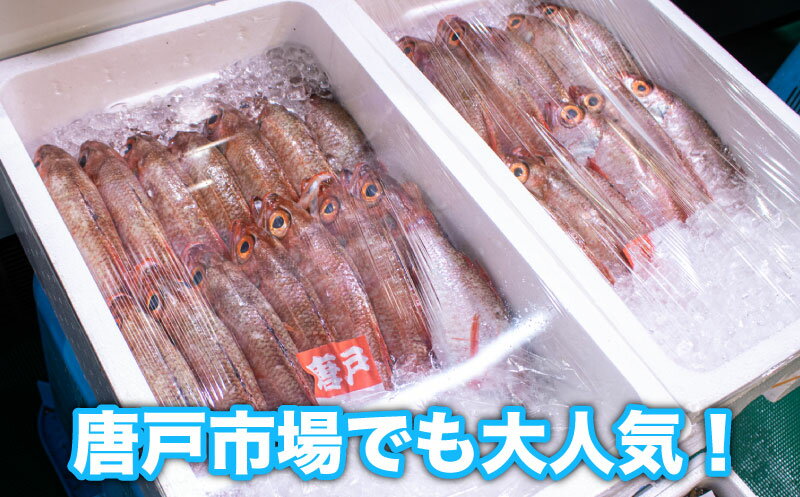 【ふるさと納税】 のどぐろ 500g up 1尾 特大 サイズ アカムツ 冷蔵 新鮮 下関 唐戸市場 鮮魚店 直送 高級 鮮魚 炙り 刺し もオススメ 白身 トロ 水揚げ量 日本一