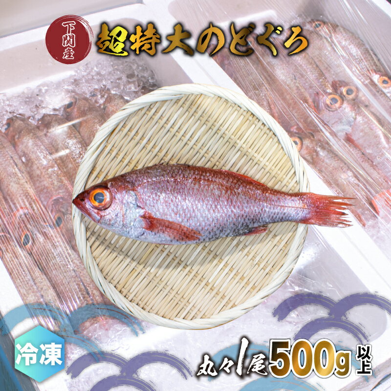 のどぐろ 500g up 1尾 特大 サイズ アカムツ 下処理 済み 冷凍 下関 唐戸市場 鮮魚店 直送 高級 鮮魚 炙り 刺し もオススメ 白身 トロ 水揚げ量 日本一