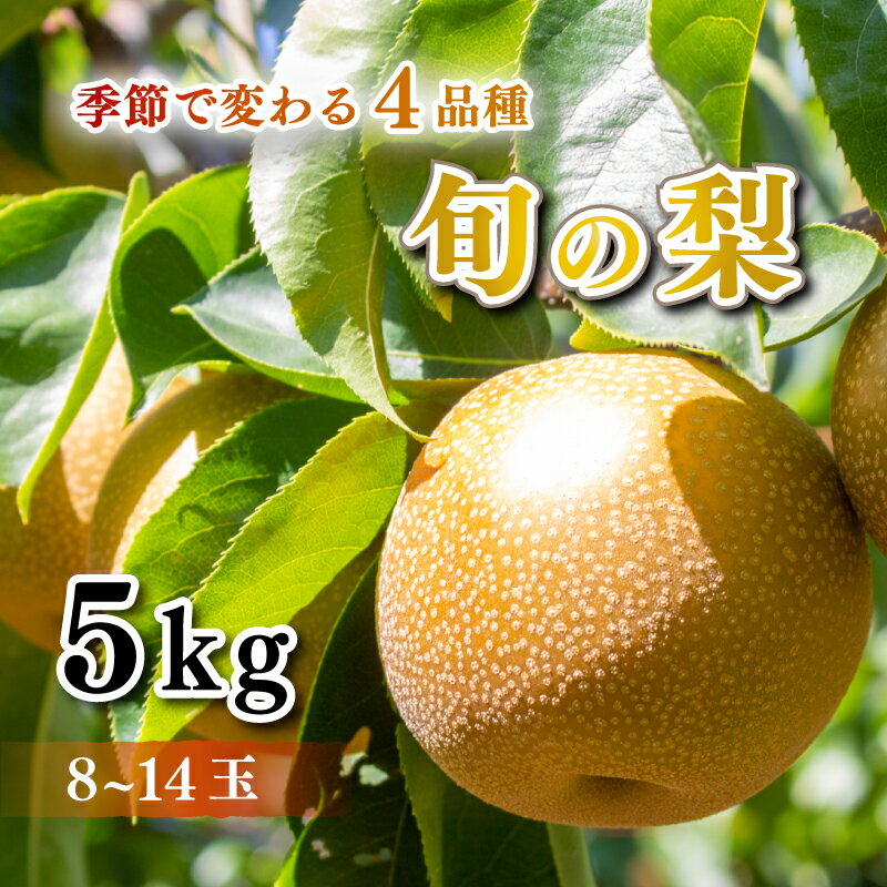 【ふるさと納税】 梨 秀品 5kg セット 8玉 ～ 14玉