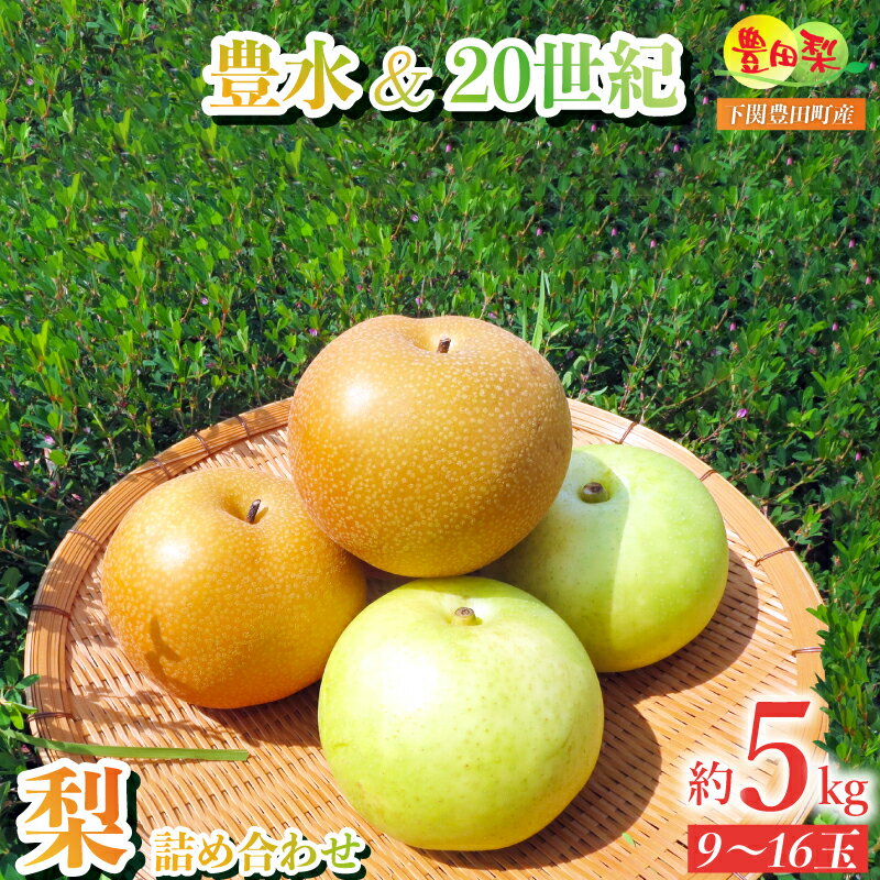 【ふるさと納税】 梨 秀品 5kg セット 9〜16玉 なし 20世紀 豊水 詰め合わせ 緩衝材 キャップ 付き フルーツ 季節 旬 果物 期間 数量 限定 青秀 8月~9月 豊水 豊田の梨 豊田町 山口 人気 下関 ギフト 贈答 夏 秋 【 先行予約 】のサムネイル