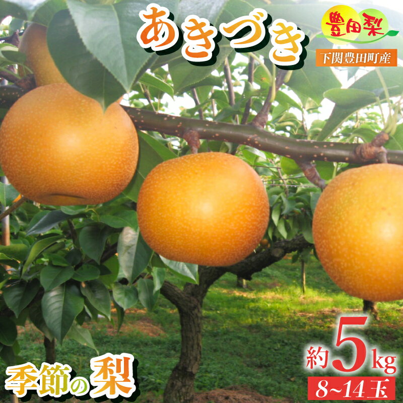 【ふるさと納税】 梨 秀品 5kg セット 8~14玉 なし あきづき 秋月 緩衝材 キャップ 付き フルーツ 季節 旬 果物 期間 数量 限定 青秀 9月 豊田の梨 豊田町 山口 人気 下関 ギフト 贈答 夏 秋 【 先行予約 】のサムネイル