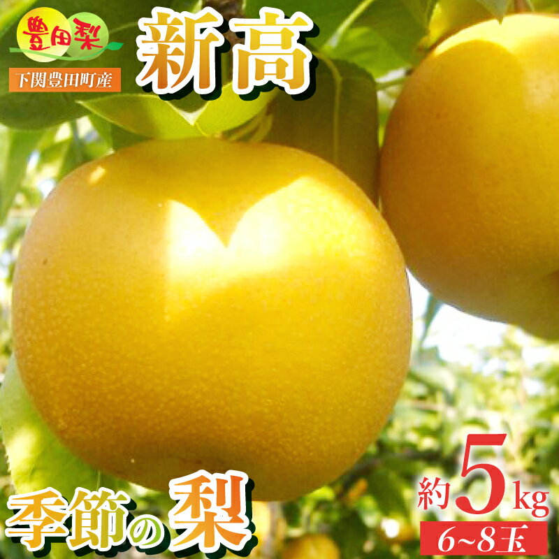 【ふるさと納税】 梨 5kg セット 6~8玉 大玉 ご家庭用 なし 新高 にいたか ご自宅用 緩衝材 キャップ 付き フルーツ 季節 旬 果物 期間 数量 限定 10月 豊田の梨 豊田町 山口 人気 下関 秋 【 先行予約 】のサムネイル