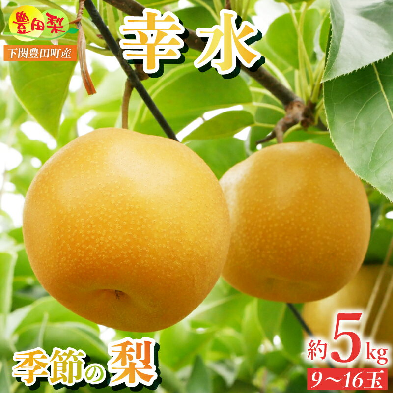 【ふるさと納税】 梨 秀品 5kg セット 9〜16玉 幸水 なし 詰め合わせ 緩衝材 キャップ 付き フルーツ 季節 旬 果物 期間 数量 限定 青秀 8月 豊田の梨 豊田町 山口 人気 下関 ギフト 贈答 夏 秋のサムネイル