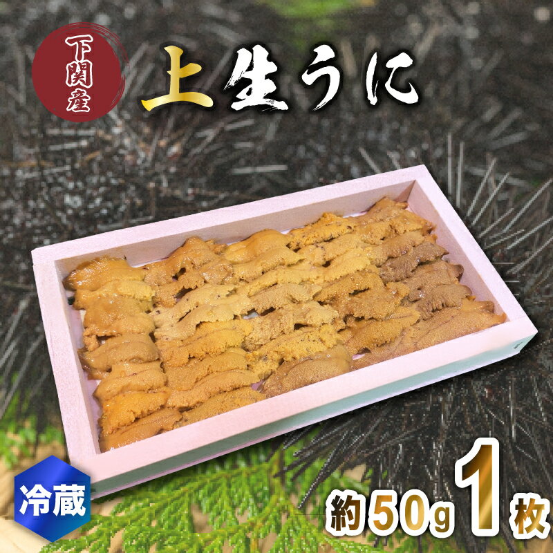 【ふるさと納税】 うに 生うに 上品 ウニ 雲丹 紫うに 赤うに 板ウニ 1枚 約50g 冷蔵 角島産 下関 唐戸市場 直送