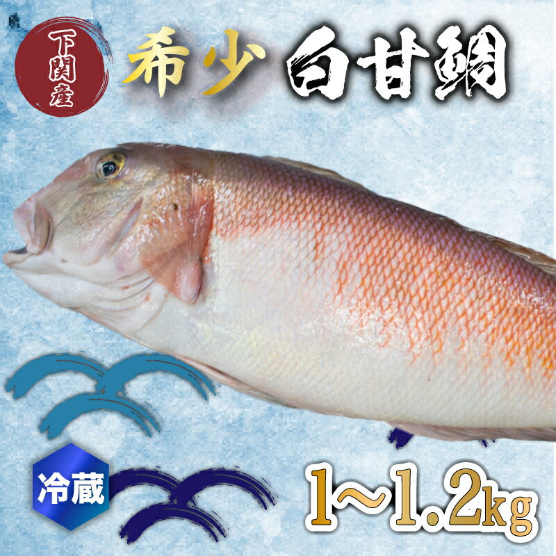 【ふるさと納税】 白 甘鯛 1～1.2kg 冷蔵 高級 魚 鮮魚 シロ アマダイ 鯛 下処理 済み 新鮮 下関 唐戸市場 直送のサムネイル