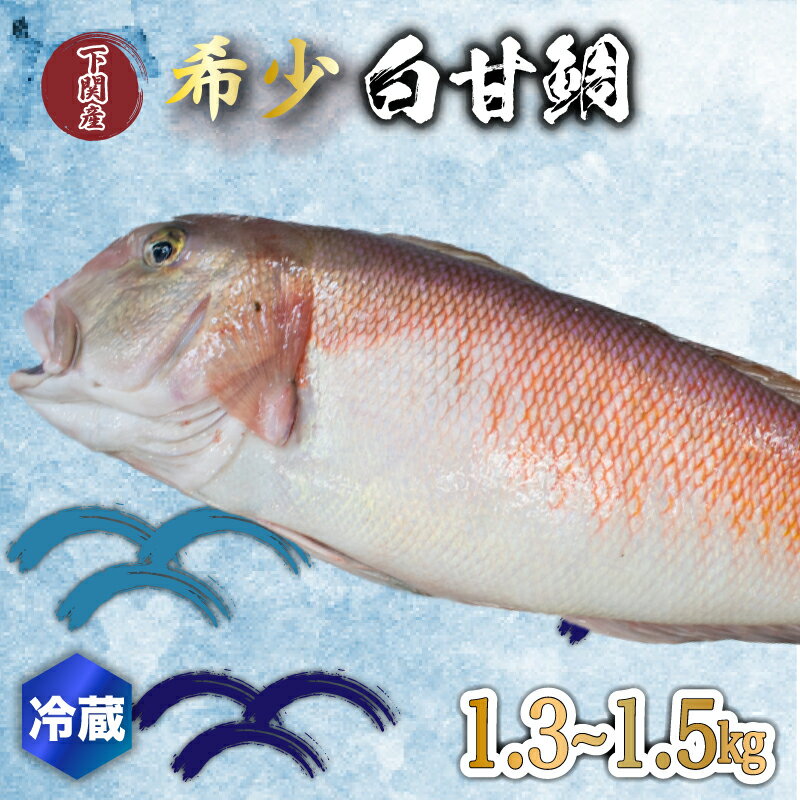 【ふるさと納税】 白 甘鯛 1.3～1.5kg 冷蔵 高級 魚 鮮魚 シロ アマダイ 鯛 下処理 済み 新鮮 下関 唐..