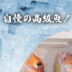【ふるさと納税】 赤 甘鯛 1.3～1.5kg 冷蔵 高級 魚 鮮魚 アカ アマダイ 鯛 下処理 済み 新鮮 下関 唐戸市場 直送 画像1