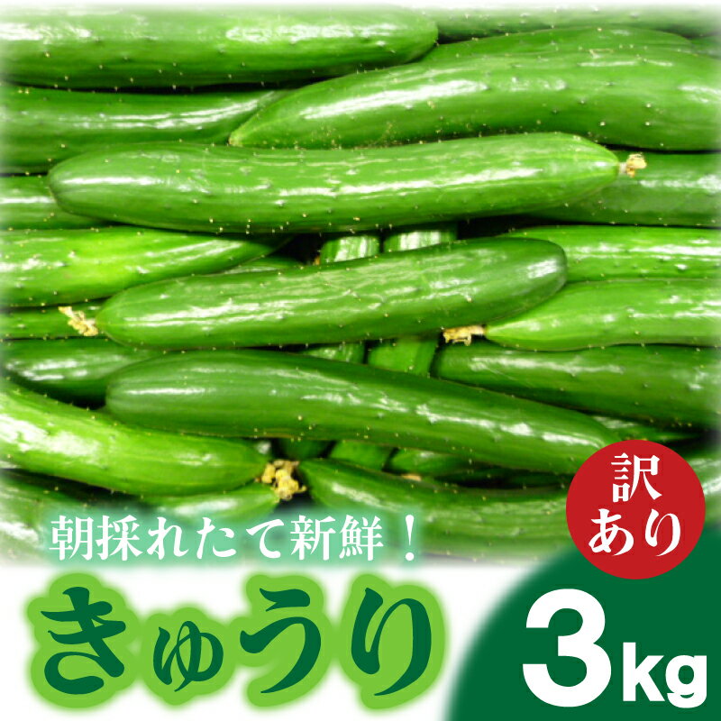 【ふるさと納税】 【 期間限定 】きゅうり 訳あり 3kg 朝採れ 野菜 赤土 キュウリ 胡瓜 新鮮 カリカリ 山口産 もぎたて 料理 お弁当 遠足 ピクニック 下関市 山口