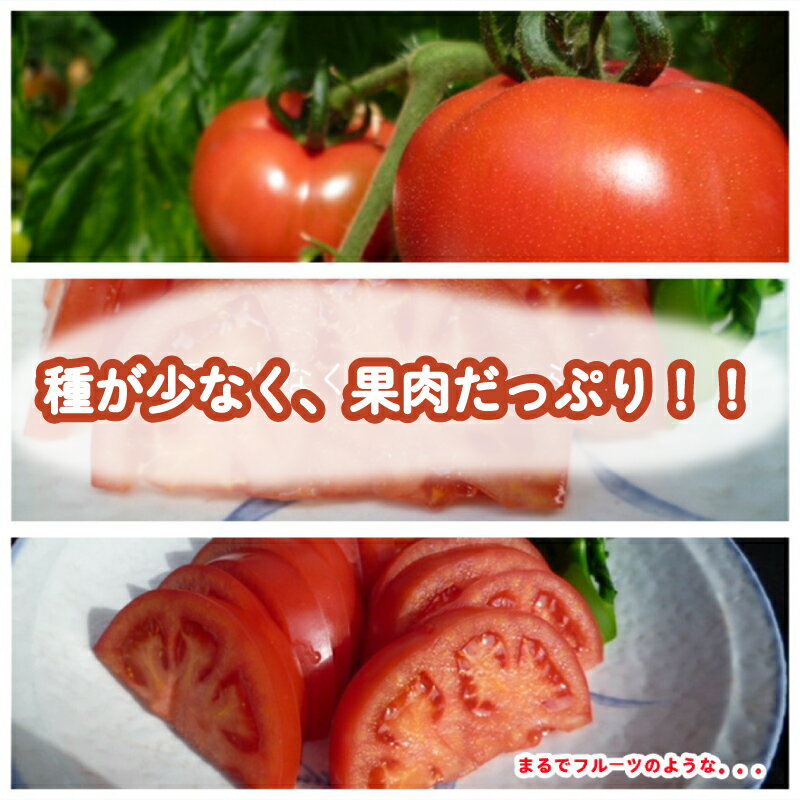 【ふるさと納税】杜のきくらげづくしセット 国産 東白川村産 食物繊維 生きくらげ きくらげ 白きくらげ 白いきくらげ キクラゲ 木耳 佃煮 きくらげパウダー 柚子 東白川村 岐阜 18000円