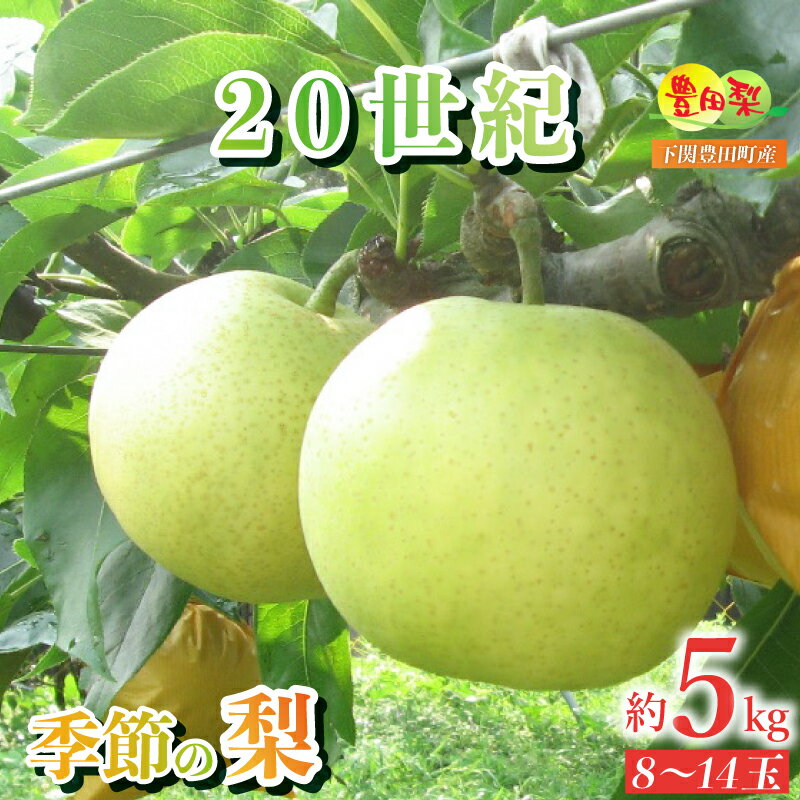 【ふるさと納税】 梨 5kg セット 8〜14玉 ご家庭用 20世紀梨 なし 詰め合わせ ご自宅用 緩衝材 キャップ 付き 20世紀 フルーツ 季節 旬 果物 期間 数量 限定 8月 9月 二十世紀梨 豊田の梨 豊田町 山口 人気 下関 夏 秋のサムネイル