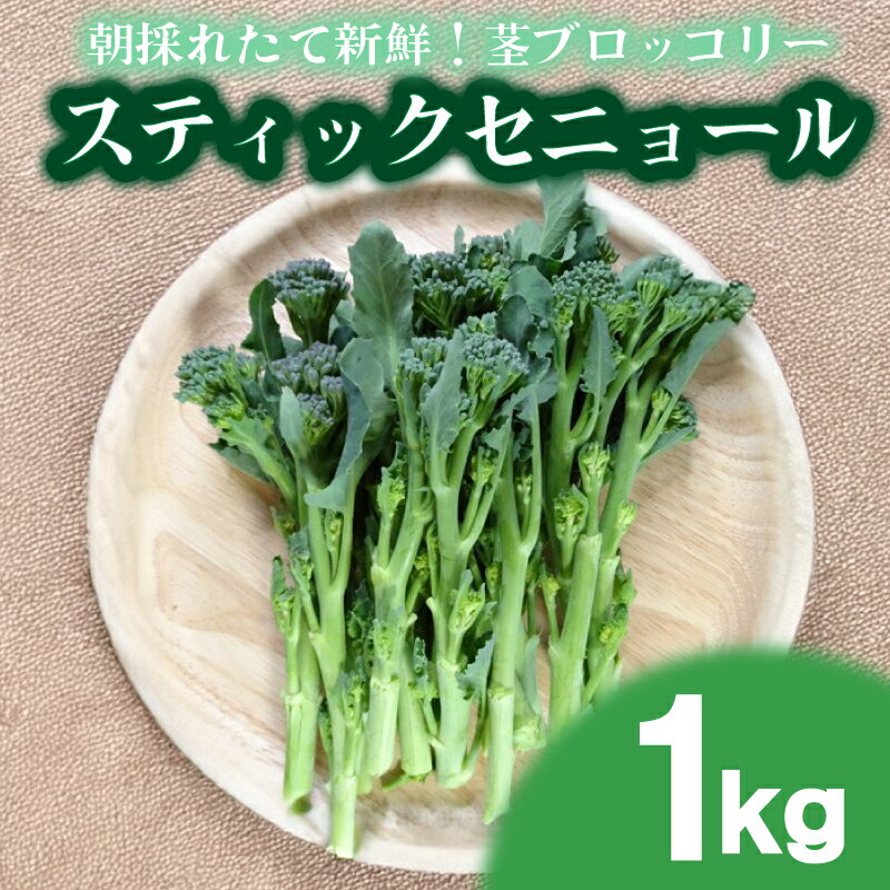 スティックセニョール 1kg 茎 ブロッコリー 朝採れ 新鮮 野菜 サラダ お弁当 ピクニック 産地直送 期間限定 下関 山口 [ 期間限定 ]