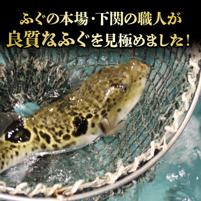 【ふるさと納税】 ふぐ 切身 たっぷり 4人前 天然 ふぐちり 鍋 唐揚げ てっちり 本場フグ刺し 関門ふぐ ふく ふくちり ふぐ鍋 ふぐちり鍋 海鮮鍋 高級魚 鮮魚 本場 山口 冬 旬 お取り寄せ ギフト 贈答 お祝い 記念 日指定可 - Image 2