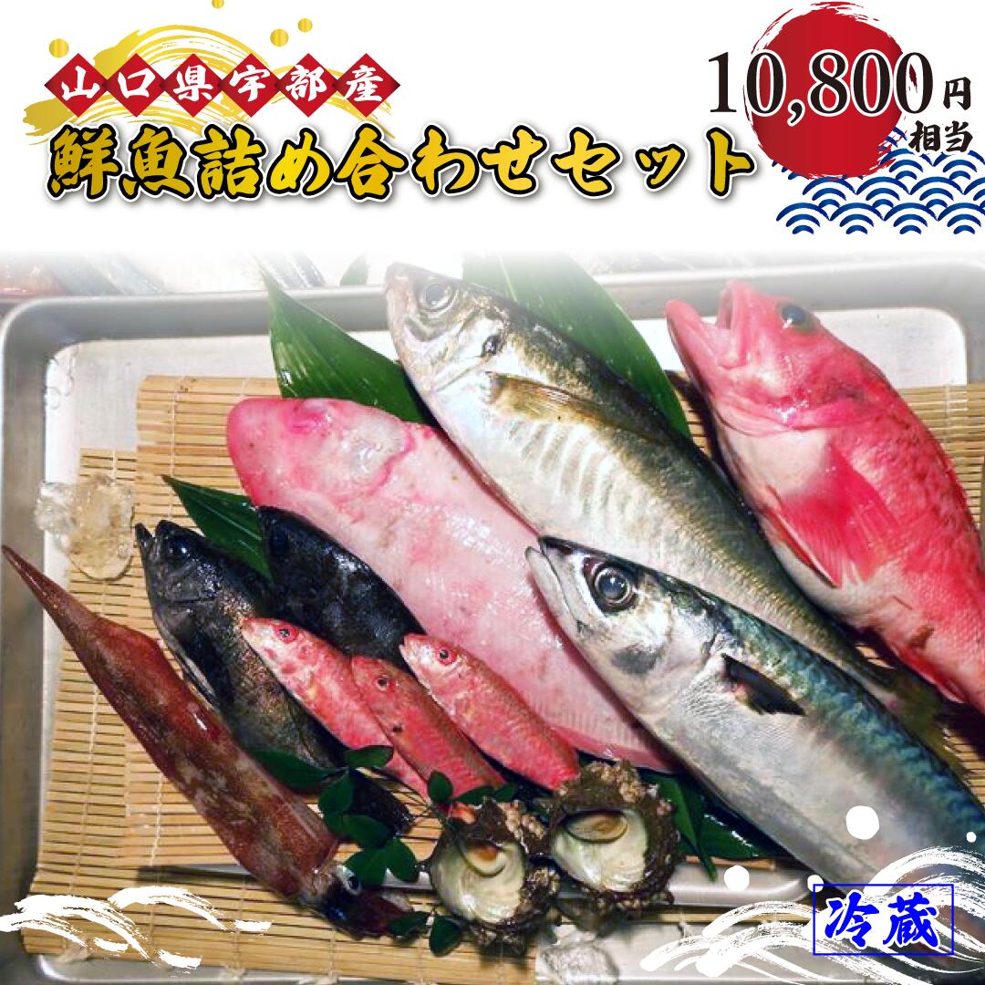 9位! 口コミ数「0件」評価「0」 鮮魚 詰め合わせ・セット・パック (10,800円相当) 【 魚 新鮮 ツマミ 刺身 塩焼き 詰め合わせ 高級魚 市場直送 山口県 宇部市･･･ 