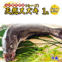 【ふるさと納税】 《三枚おろし》 天然 スズキ ・ セーゴ (1尾 約3kg) 【 魚 新鮮 ツマミ 刺身 煮つけ 市場直送 山口県 宇部市 】