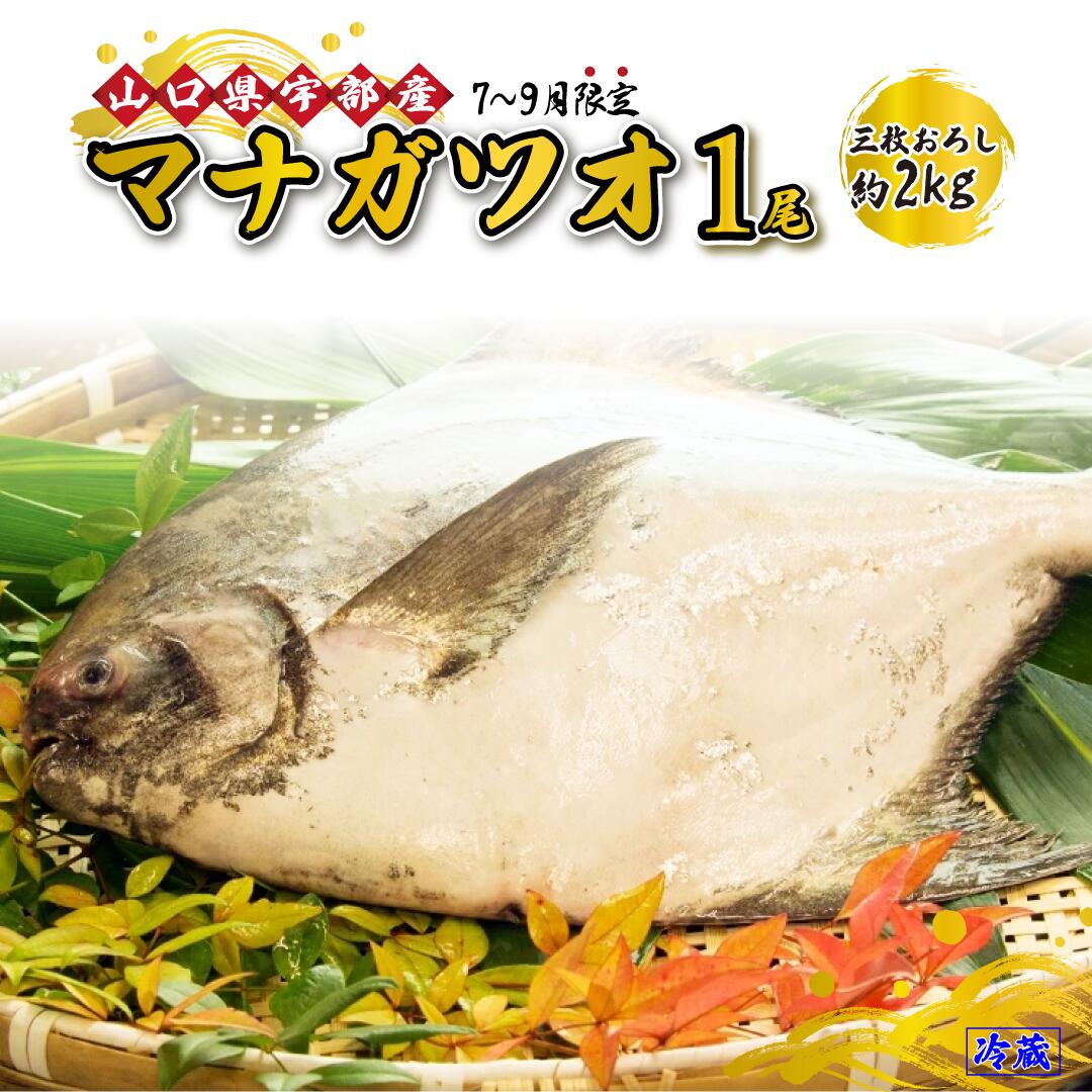 魚介類・水産加工品(カツオ)人気ランク31位　口コミ数「0件」評価「0」「【ふるさと納税】 [先行予約]※7月～9月出荷※《三枚おろし》 マナガツオ 1尾 (約2kg) 【 刺身 塩焼き 魚 新鮮 おかず 高級魚 産地直送 山口県 宇部市 】」