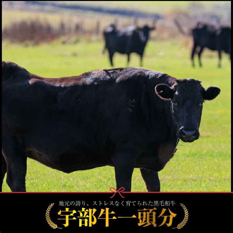 【ふるさと納税】【数量限定】宇部牛 一頭分 黒毛和牛 A5ランク 冷蔵 約300kg　”シャトーブリアンから牛タン、ホルモンまで、食べてみっちゃ、おいしいけえ”　山口県 宇部市 宇部牛 上質 肉 A5ランク ステーキ 希少部位 骨付き 焼肉 すき焼き BBQ イベント