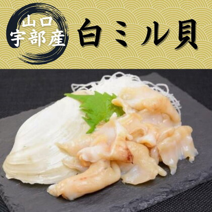 山口 宇部産 新鮮 白ミル貝 約500g　山口県 宇部市 鍋 新鮮 貝 魚介 シーフード 刺身 ソテー 揚げる 煮る おかず 産地直送 白 ミル貝