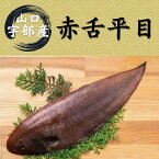 【ふるさと納税】山口 宇部産 新鮮 赤舌平目　約1.0kg（200g×5パック） 山口県 宇部市 鍋 新鮮 魚介 シーフード 刺身 ソテー 揚げる 煮る 煮付け おかず 魚 魚料理 産地直送 赤 舌ヒラメ 平目