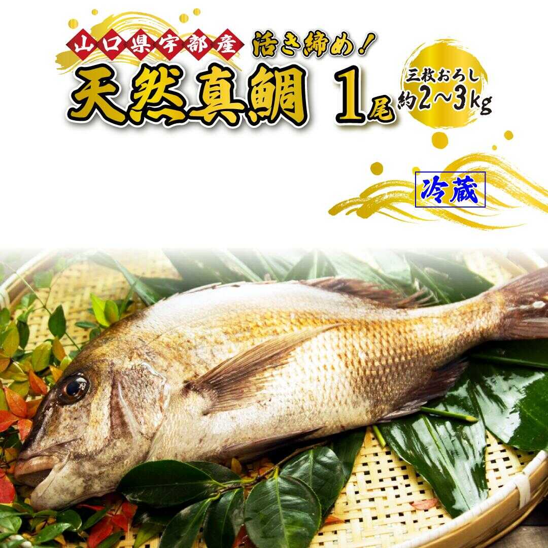 《三枚おろし》 鯛 活き締め！天然 真鯛 ！天然 タイ ！ (1尾 約2〜3kg) 【 魚 新鮮 ツマミ 刺身 塩焼き 市場直送 山口県 宇部市 】[BTAE021]
