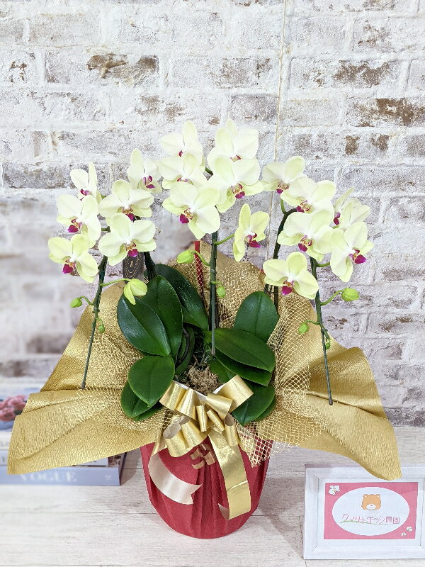 C008【ふるさと納税】☆金賞受賞☆超希少！イエロー胡蝶蘭’日の出’小 ミディサイズ（3本立）