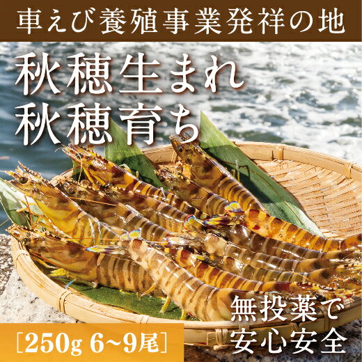 D-013【ふるさと納税】旭水産活き車海老（あいおえび）250g（6～9尾）【養殖】